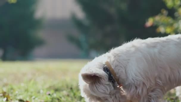 Dog digs nose in the fall foliage. Inquisitive and curious puppy — Stock Video