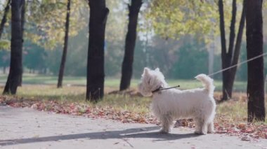 Tasmalı bir köpek. Sahibi sonbahar parkında bir köpekle yürüyor.