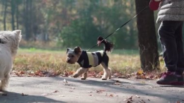Köpekler birbirlerini koklar ve kuyruklarını sallarlar. İki köpeğin buluşması