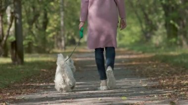 Sonbahar ayaklar altında bırakır. Batı yayla beyaz terrier
