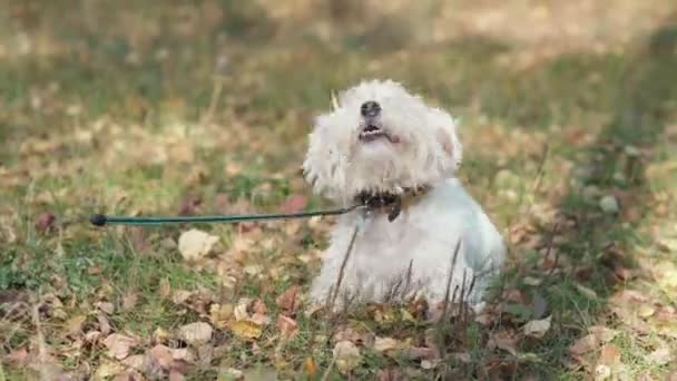 Cão feliz cai na folhagem de outono. Cão no outono ensolarado parque . — Vídeo de Stock