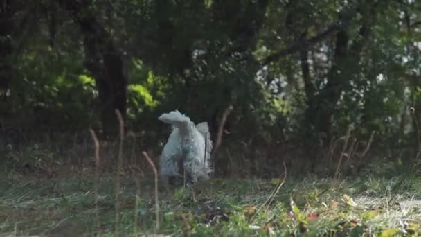 Brincalhão e afetuoso filhote de cachorro farejando folhas amarelas — Vídeo de Stock