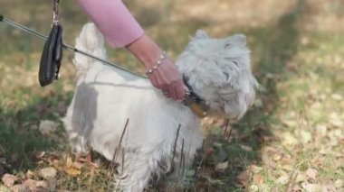 Tasması ve tasması olan bir köpek. Kadın el bir tasma bir karabina koyar.