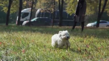 Öndeki çimenlerin arasında koşan mutlu köpek. Eğlenceli ve enerjik köpek.