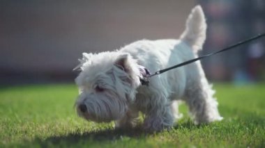 Köpek çimenlerde takla atıyor. Köpek mutluluğu. köpek yürüyüş.