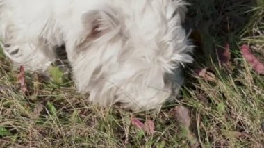 Slowmotion: Batı yayla beyaz terrier sonbahar yaprakları bir kemik arıyor