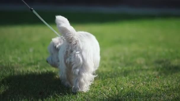 West Highland blanke terriër. Leuke en harige hond aan de lijn. — Stockvideo