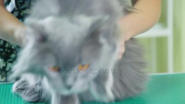 Bir veteriner kliniğinde korkmuş gri tüylü kedi. İngiliz longhair kedi