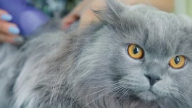 Bir hayvan hastalıklarıyla ilgili klinik güzel Gri kedi. Bir saç kesimi üzerinde İngiliz kedi.