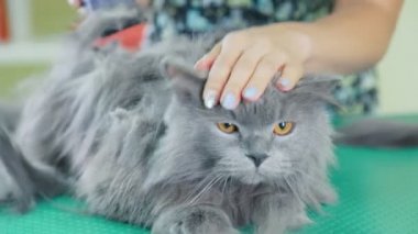 Kuaför için pets. Damat veteriner kliniğinde gri tüylü kedi kesmek