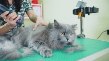 Kedi bakım. Kesme ev kedisi işlemidir. Çok kabarık dumanlı kedi