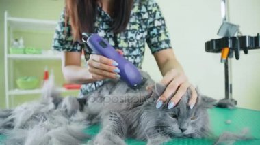 Kuaför evde beslenen hayvan. Evcil hayvan için tedaviler. Pets içinde belgili tanımlık hayvan hastalıklarıyla ilgili klinik