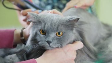 Namlu kızgın memnun gri bir saç kesimi üzerinde kedidir. Kedi bakım