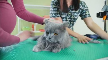 Kabarık kedi kesme sırasında onun metresi elinden kaçar