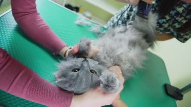 Damat kedi kılı makası kullanarak karnına keser. Evcil hayvan bakım