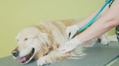 dil dışarı asılı ve bir steteskop ile veterinere dinleme.