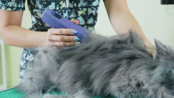 애완 동물 손질 합니다. 노란 눈을 가진 영국 상아탑에 틀어 박힌 회색 고양이 — 비디오