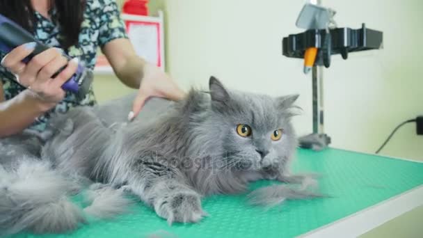 Un gatto da toelettatura. Il processo di tosatura del gatto domestico. Gatto affumicato molto morbido — Video Stock