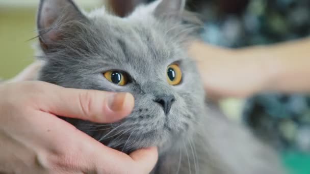 Mejillas y bigotes de gatos. Hermoso gato ahumado de raza pura. Raza de gatos — Vídeo de stock