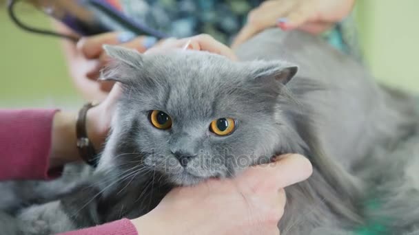A orr dühös elégedetlen szürke macska, egy fodrász. Macska ápolás — Stock videók