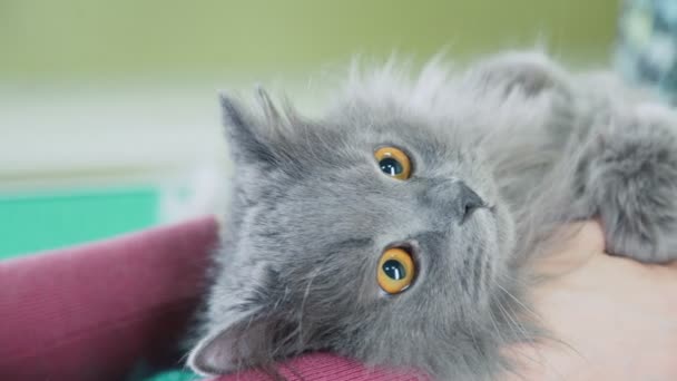 Toilettage des chats. Chat à poil long britannique sur une coupe de cheveux. Animaux de compagnie coiffeur . — Video