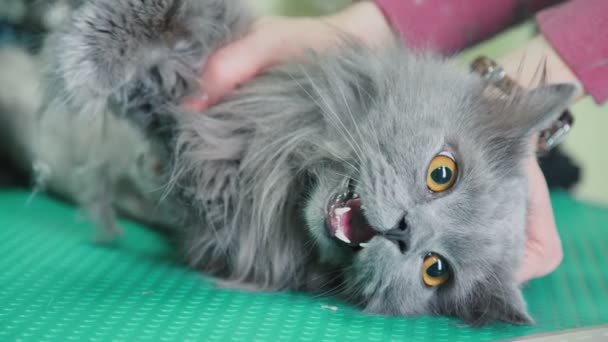 Kot otwarte usta i dysząc. Przestraszony kot — Wideo stockowe