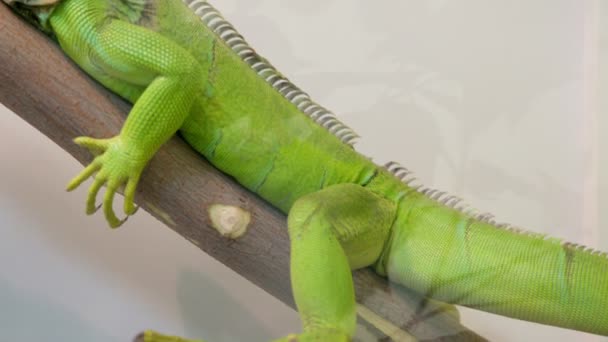 Una gran iguana sentada inmóvil en una rama del aviario . — Vídeos de Stock