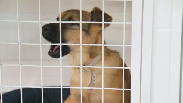 Filhote de cachorro numa gaiola. Cão pequeno em uma clínica veterinária sozinho sentado — Vídeo de Stock