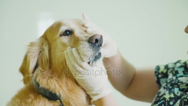 Tierärztliches Zähneklappern. Ein Tierarzt untersucht einen Hund. — Stockvideo