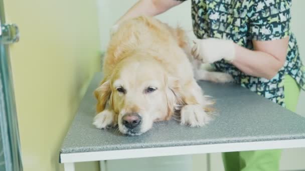 Kanepe ve üzülmüş üzerinde yalan bir veteriner kliniğinde köpek — Stok video