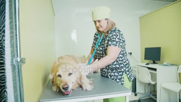 Mulher veterinária mascando cão e ouvir com um estetoscópio . — Vídeo de Stock