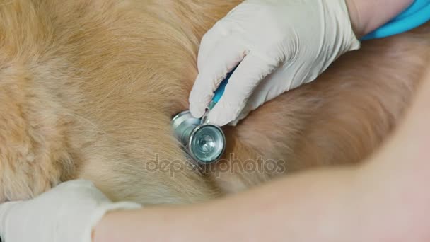Close-up de um estetoscópio em um corpo de cães. Cão respiração bege — Vídeo de Stock