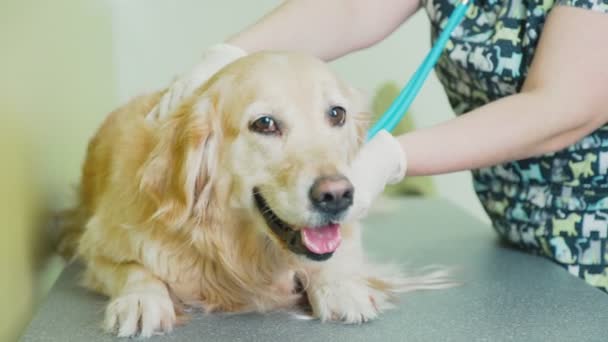 兽医检查一只黄色拉布拉多犬。兽医院入院. — 图库视频影像