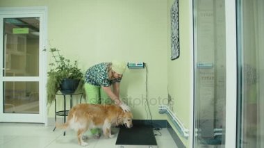Köpek bir veteriner kliniğinde tartılır. Basküller