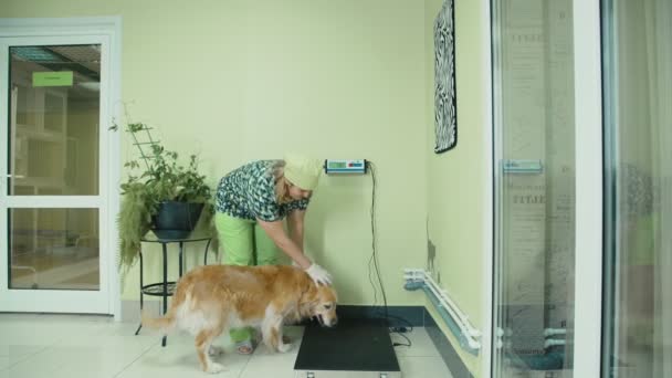 Der Hund wurde in einer Tierklinik gewogen. Bodenwaage — Stockvideo