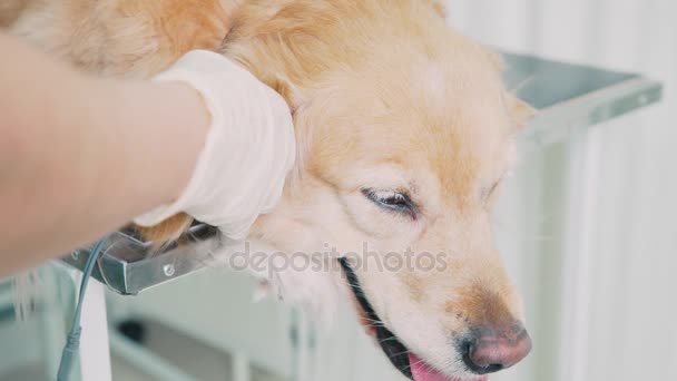 Ο γιατρός-κτηνίατρος επιθεωρεί ένα σκυλί χρησιμοποιώντας ένα παλμικό οξύμετρο. — Αρχείο Βίντεο