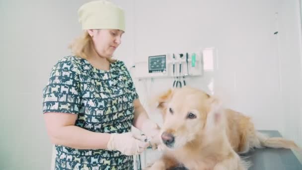 Cuidados veterinários e animais. Um veterinário diagnostica Labrador . — Vídeo de Stock