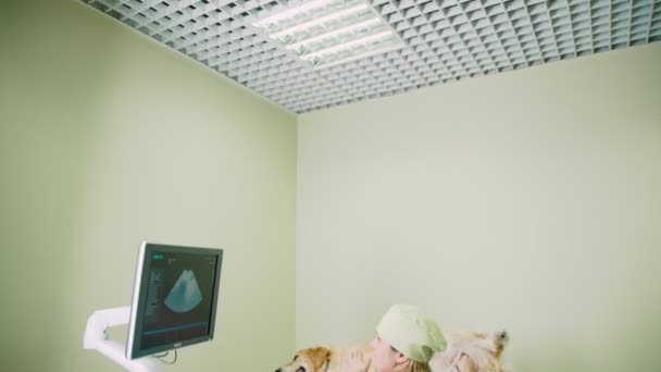 Il veterinario fa gli ultrasuoni. Clinica veterinaria ad ultrasuoni . — Video Stock