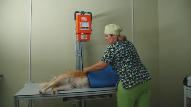 X-ray of the animal. Veterinarian makes X-rays purebred dogs. — Stock Video