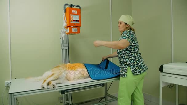 Röntgenbild des Tieres. Tierarzt macht Röntgenaufnahmen reinrassiger Hunde. Röntgenbild eines Hundes. — Stockvideo