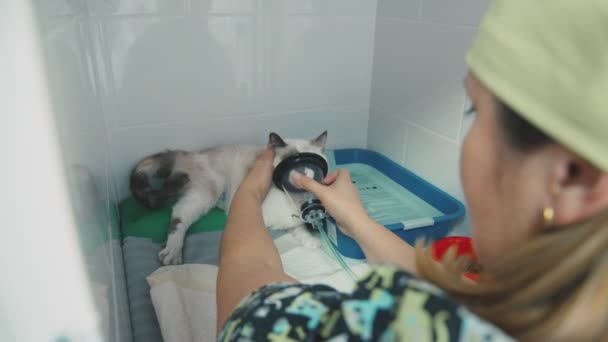 Läkaren sätter en veterinär katt ansiktsmask för behandling av astma. — Stockvideo