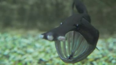 Sıradışı balık su: balık, paddlefish içinde belgili tanımlık akvaryum