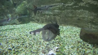 Paddlefish yüzmek. İçinde belgili tanımlık akvaryum balık.