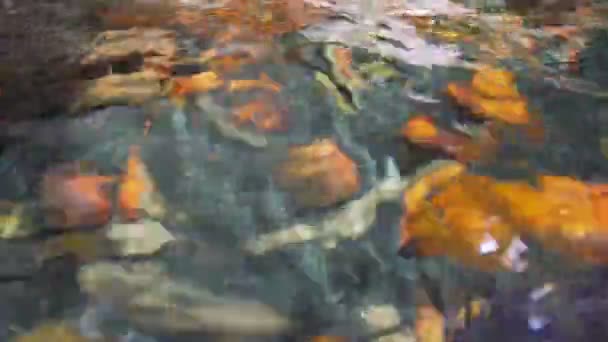 Poisson dans l'eau. surface de l'eau dans l'aquarium . — Video