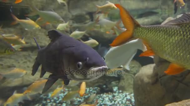 Большая рыба смотрит прямо в камеру. рыба в воде . — стоковое видео