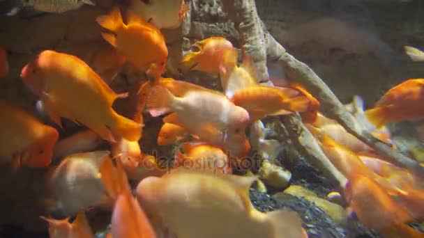 水の下の岩に太陽のまぶしさ。水中の世界 — ストック動画