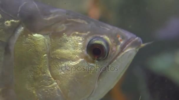 Pesce in acqua. Primo piano di un occhio di pesce. Pesce guardando la fotocamera — Video Stock