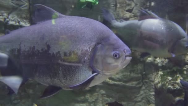 Zabawny uśmiechający się ryb. Rzadkich gatunków ryb w akwarium. — Wideo stockowe