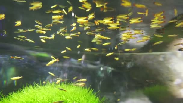 Una gran cantidad de pequeños peces amarillos flotando en la superficie del agua — Vídeo de stock
