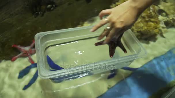 Visitor oceanarium picks up a starfish and pulls it out of the aquarium — Stock Video